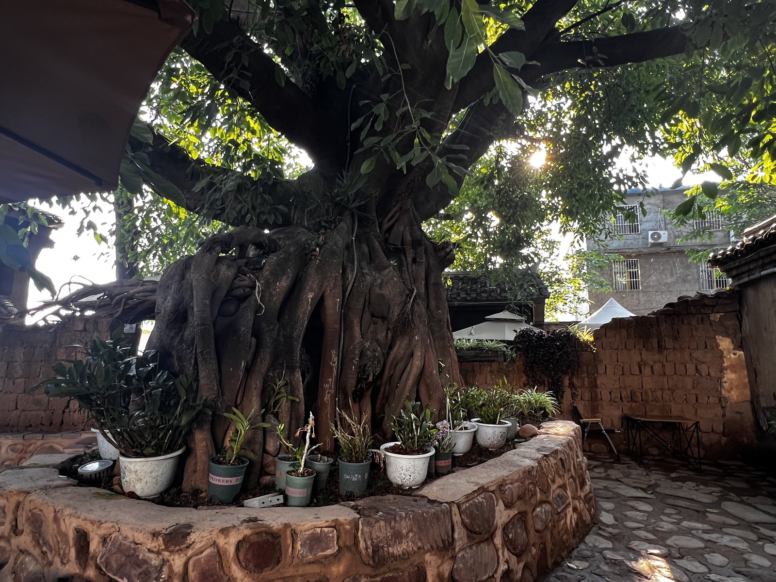 Banyan tree